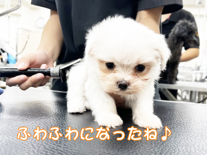 定期シャンプーでいつも清潔！